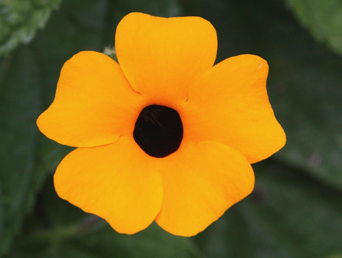 black-eyed susan